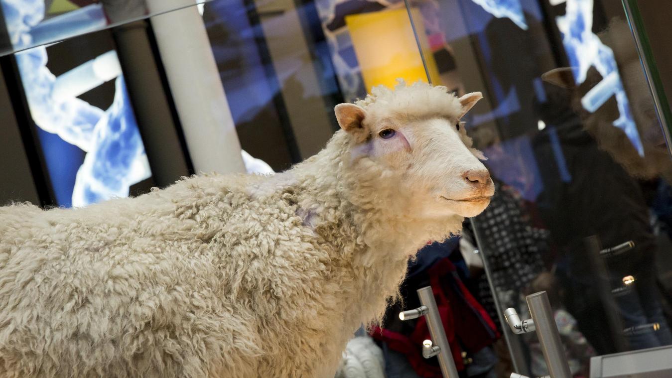 <p>Klonschaf Dolly steht ausgestopft im National Museum in Edinburgh. 25 Jahre später haben sich die Wogen geglättet. Im Roslin-Institut der Universität wird heute nicht mehr geklont.</p>