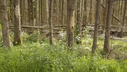 <p>Seit Jahren bereits gibt es Bemühungen, die Besitzer kleiner Privatwälder besser zu begleiten. Wertvolle Infos für sie gab es auf einer Waldkonferenz im St.Vither Triangel.</p>