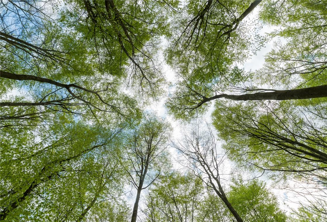 <p>Der Klimawandel hat auch Auswirkungen auf die Pflanzen, manche Bäume etwa treiben früher aus.</p>