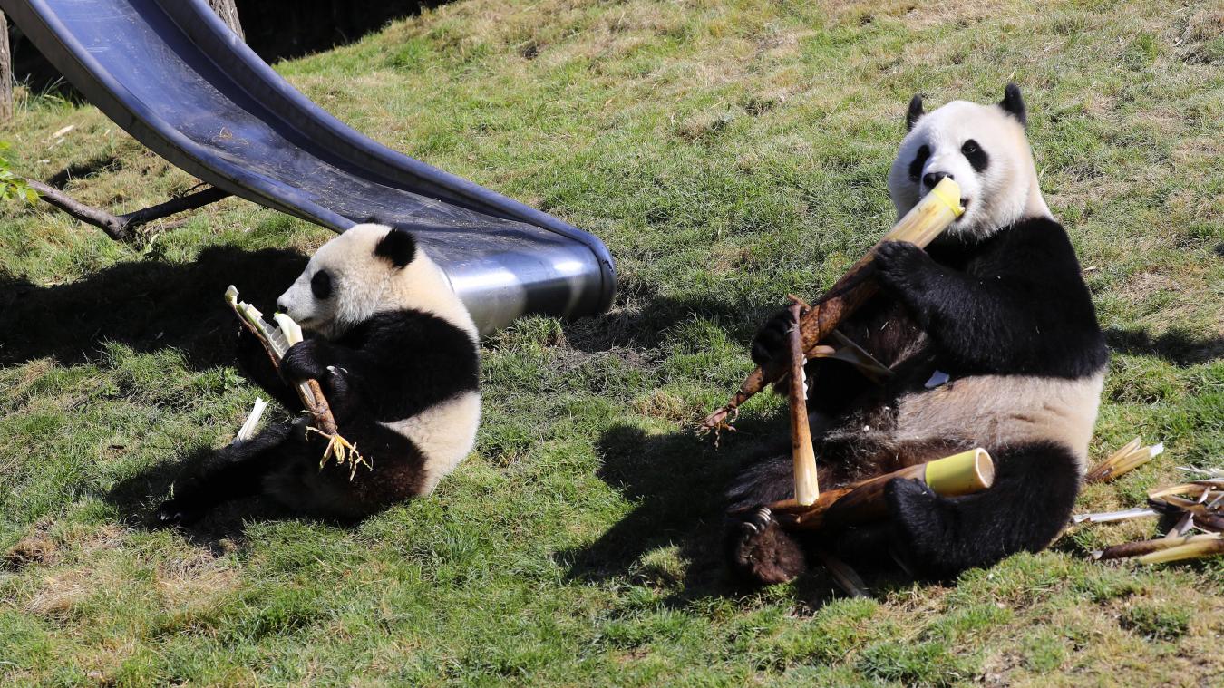 <p>Die Riesenpandas gehören zu den Publikumslieblingen im Park Pairi Daiza.</p>