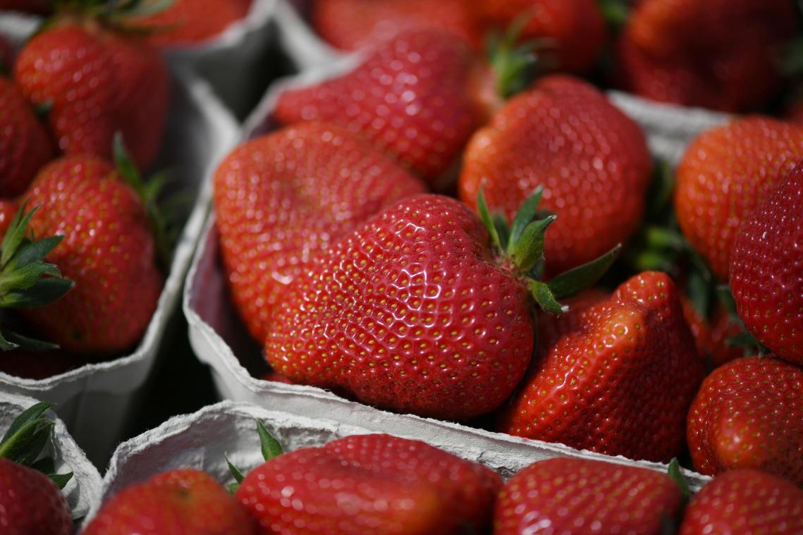 <p>Erdbeeren in Belgien so günstig wie nie</p>
