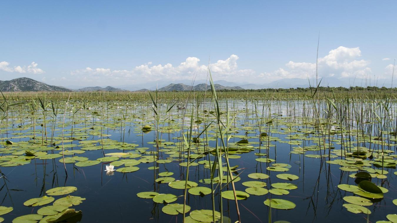 <p>Wie kann es sein, dass die Seerosen im Wasser nicht untergehen? Das hat mit Luft in den Pflanzen zu tun.</p>
