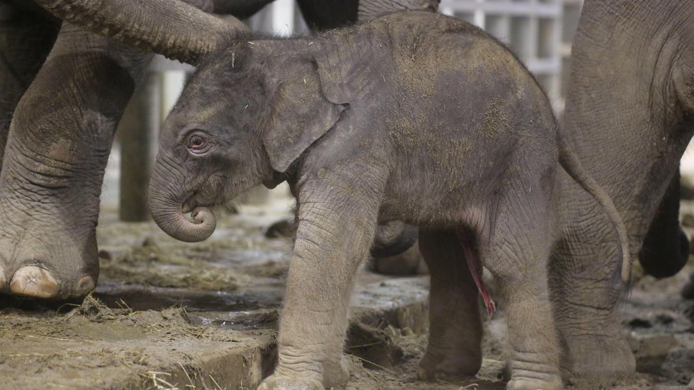 <p>Der Nachwuchs im Bild: Einen Namen hat das Kalb bislang noch nicht,</p>