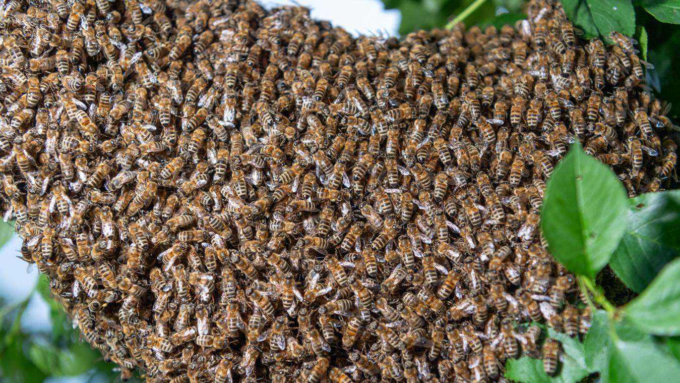 <p>Im diesem Kirschbaum ist viel los. Dort haben sich Tausende Bienen versammelt, die eine neue Bleibe suchen.</p>