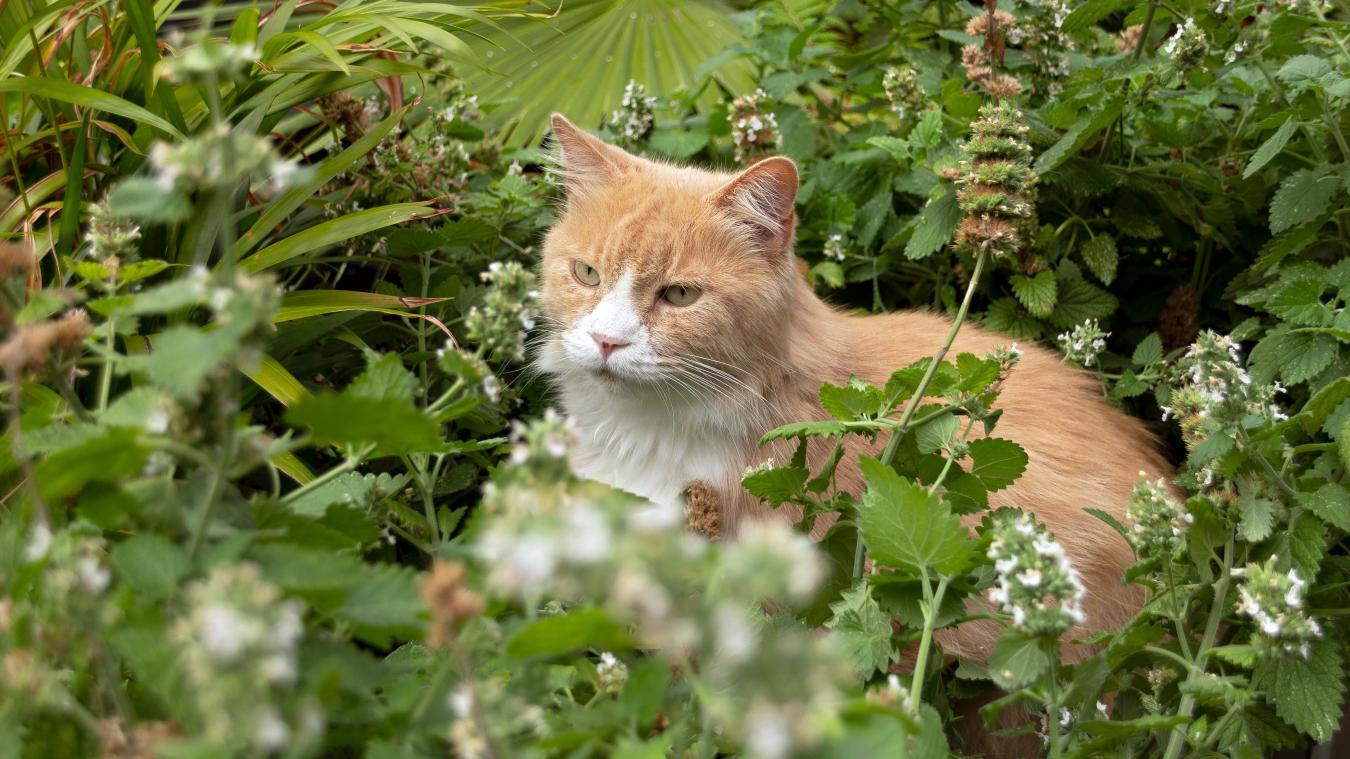 Katze Wildert Im Garten