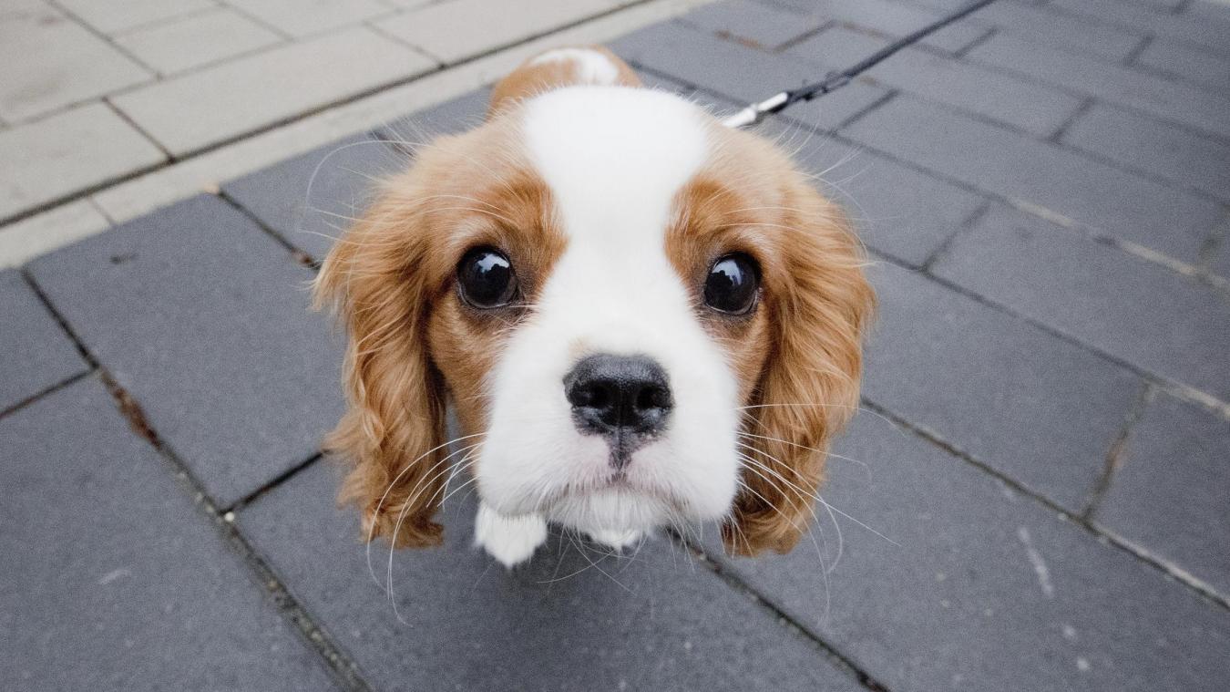 <p>Wie die meisten Hunde kann dieser Welpe die Augenbrauen anheben.</p>