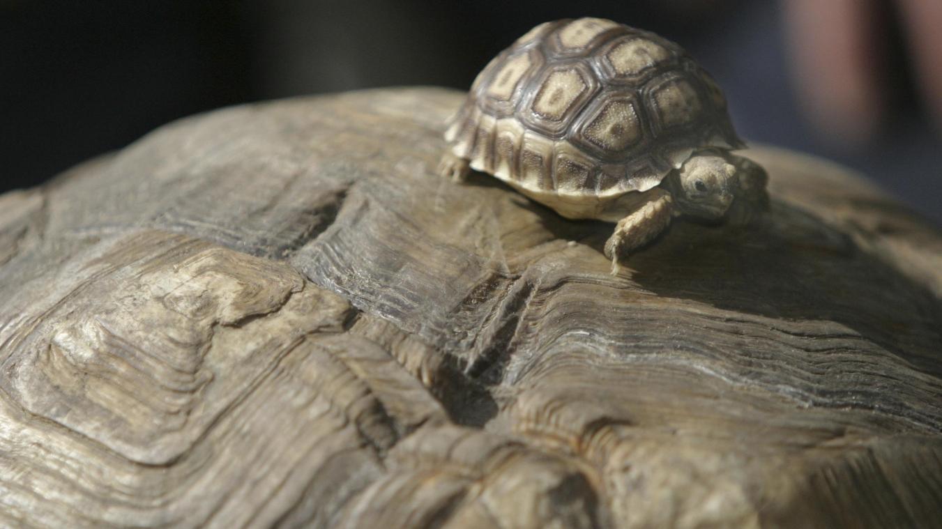 <p>Auf dem Rücken ihrer Mutter reitet eine kleine Spornschildkröte durch das Schildkrötengehege im Tierpark Berlin. Die Spornschildkröte ist eine bedrohte Art.</p>
