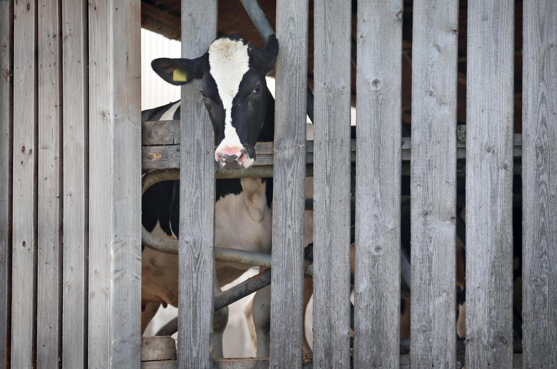 <p>Belgische Supermärkte verkauften Milchprodukte von misshandelten Kühen</p>
