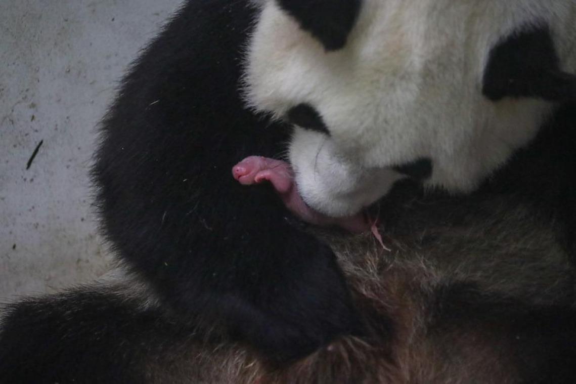 <p>Panda-Zwillinge im Tierpark Pairi Daiza geboren</p>