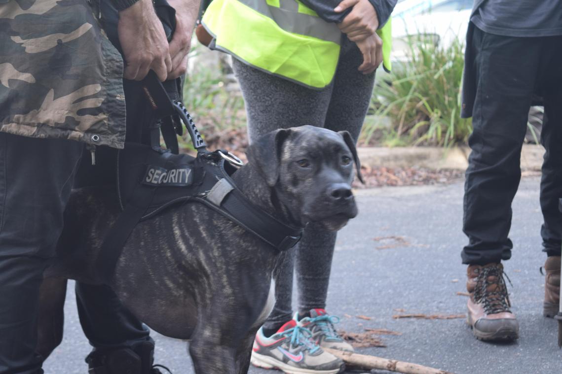 <p>Die freiwilligen Helfer setzen ihre Hoffnung nun auf Spürhunde.</p>