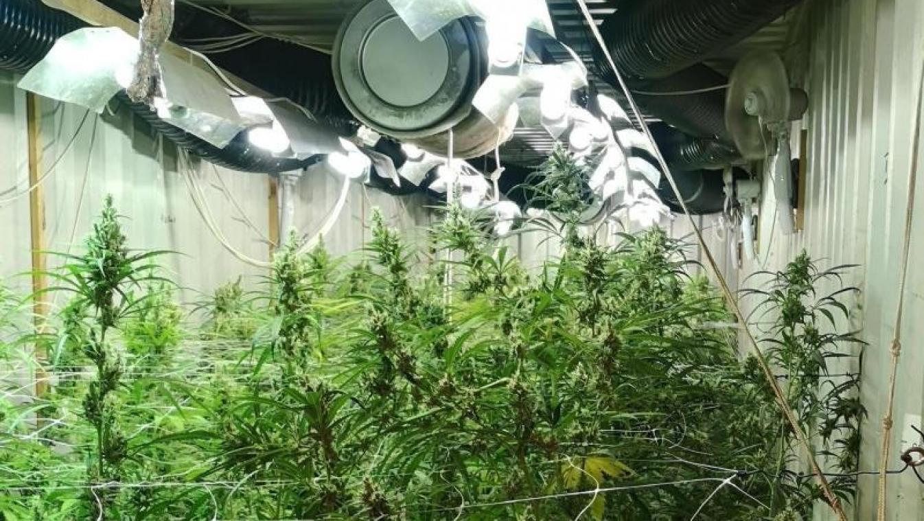 <p>Die rekordverdächtige Menge Cannabis wäre auf dem Markt eine Million Euro wert.</p>