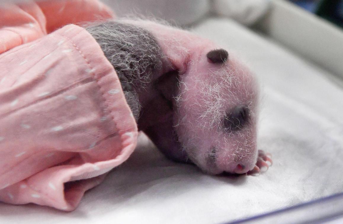 <p>Panda-Zwillinge sind die Stars vor der Kamera</p>
