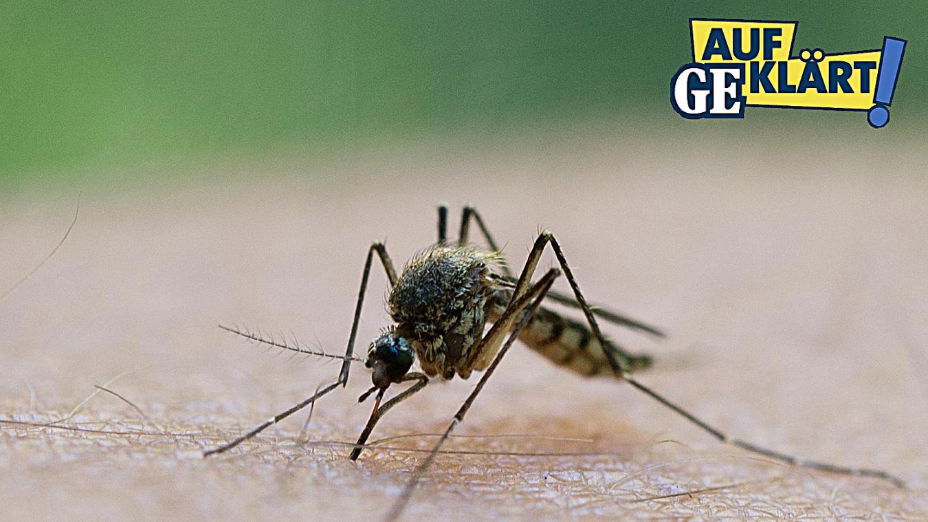<p>Welche Hausmittel helfen gegen Mückenstiche?</p>
