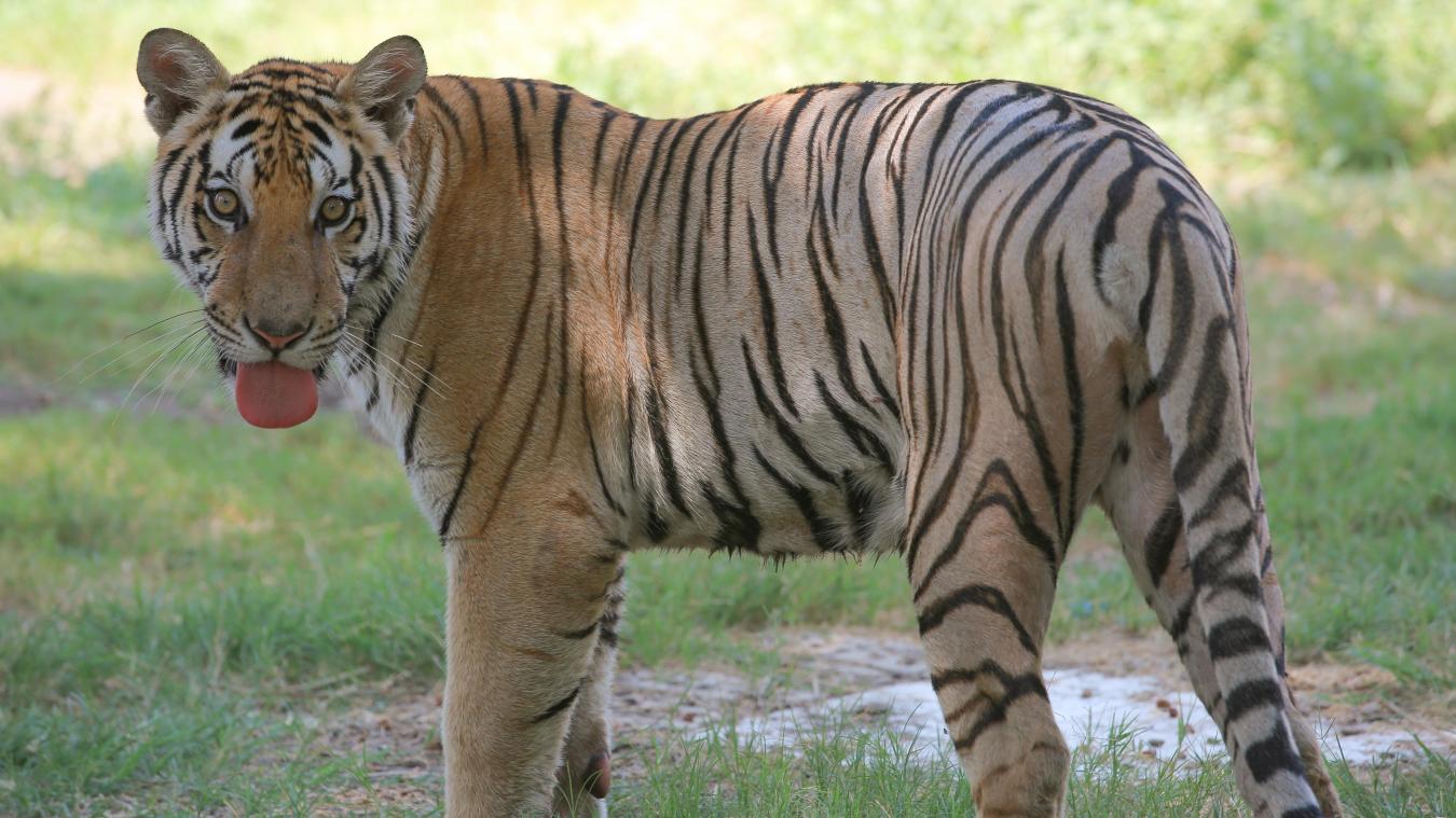 <p>Zoo in Posen kämpft um das Leben von Tigern aus Tiertransport</p>