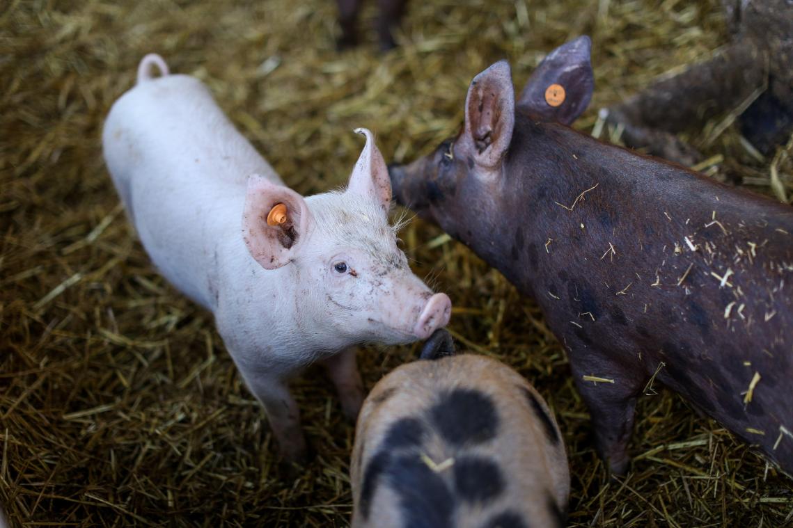 <p>Im Zuge der Schweinepest in der Provinz Luxemburg hatte China ein Embargo für Einfuhren belgischer Schweine verhängt.</p>
