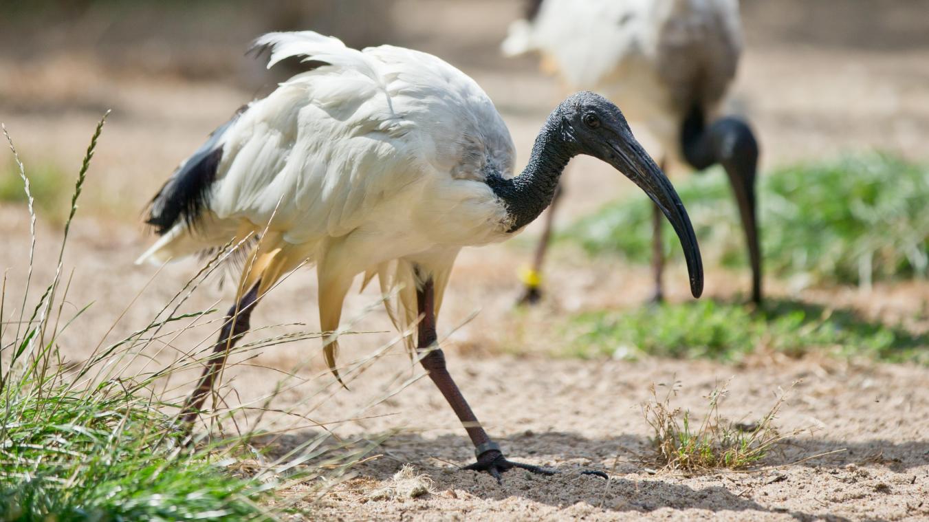 <p>Ein Heiliger Ibis geht in einem Freizeitpark durch sein Gehege.</p>