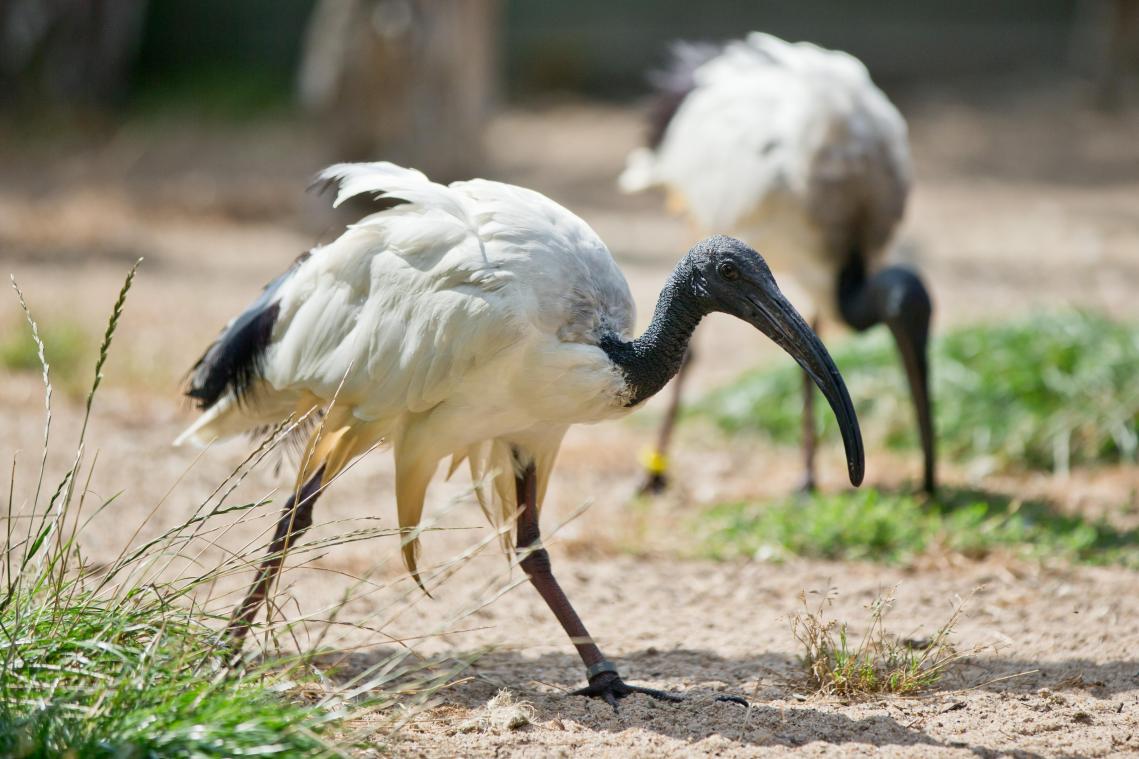 <p>Der Ibis war im antiken Ägypten ein heiliger Vogel.</p>