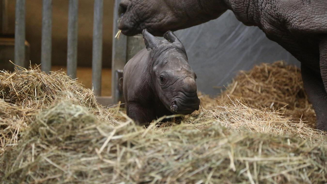 <p>Im Tierprak Pairi Daiza gibt es seit letzter Woche süßen Neuzuwachs.</p>