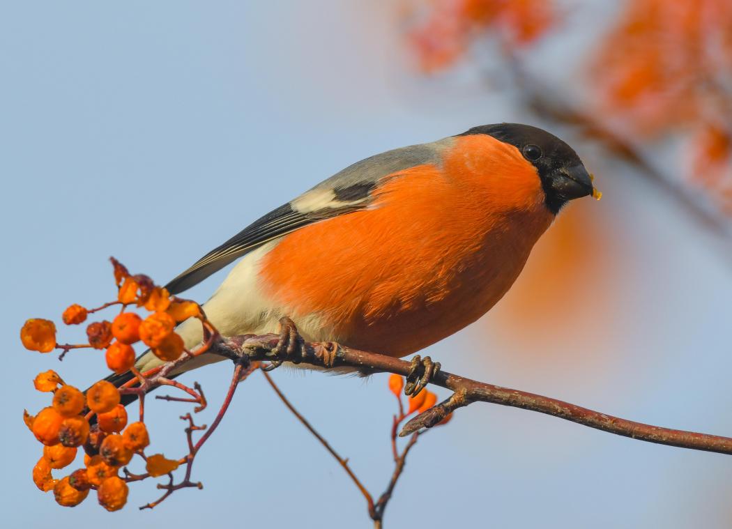 <p>Gimpel ist der Vogel des Jahres 2020</p>
