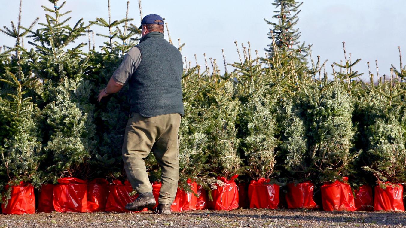 <p>Weihnachtsbäume im Topf können nach dem Fest in den Garten gesetzt werden. Sie wachsen aber nur an, wenn man sie auf die Kälte vorbereitet.</p>