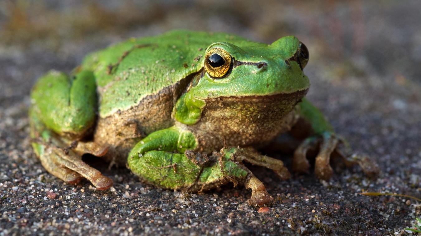 <p>Der Europäische Laubfrosch hat sich in den letzten Jahren leicht erholt.</p>