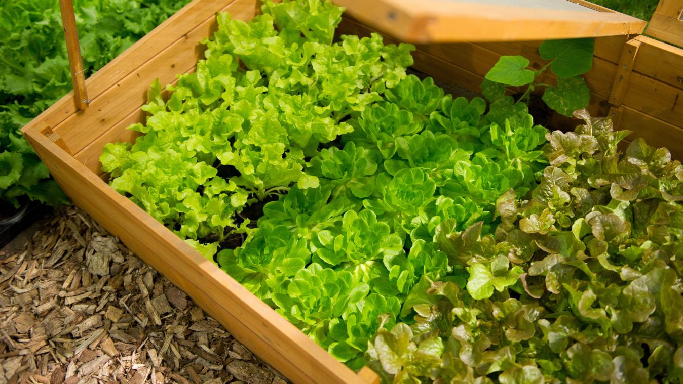 <p>Auch im Winter können Hobbygärtner schon jungen Salat ziehen und ernten - dank Frühbeetkasten.</p>