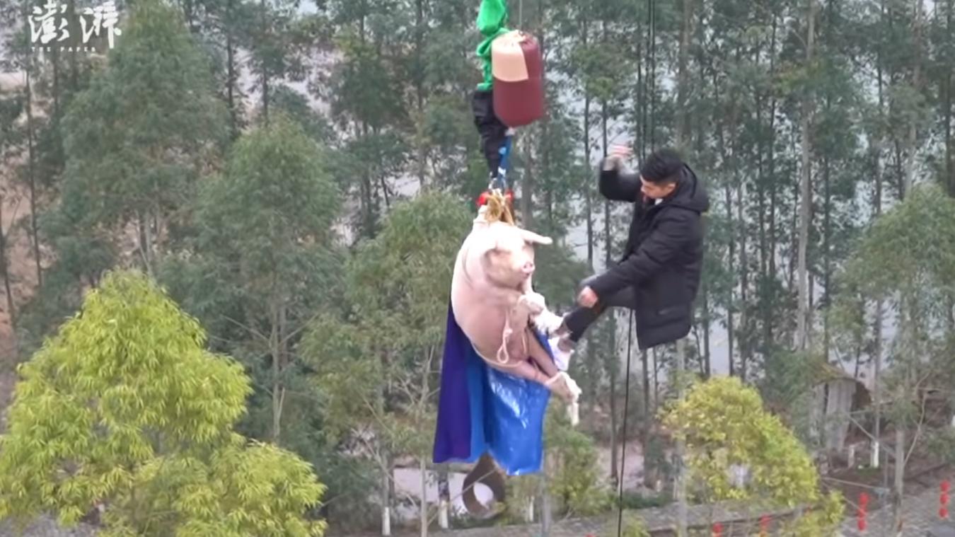 Schwein an Bungee-Seil vom Turm gestürzt - Empörung in China - GrenzEcho