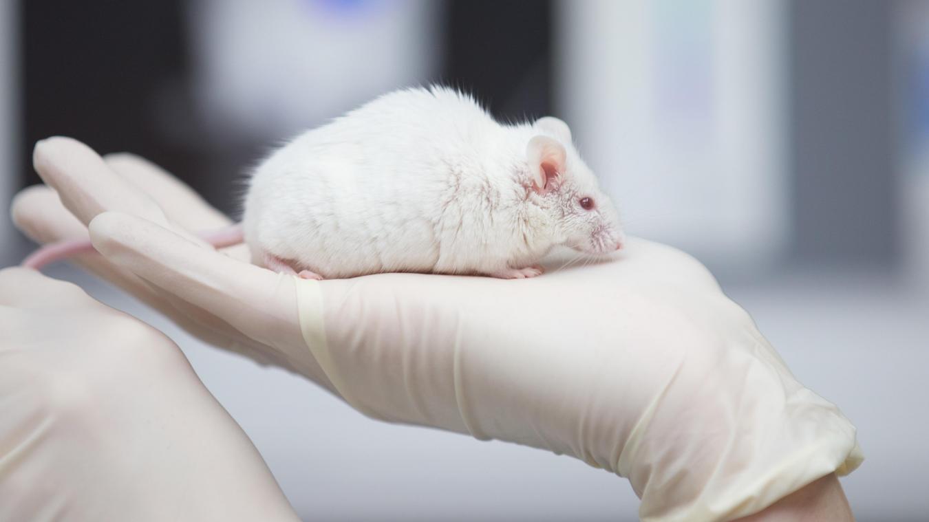 <p>Gerade Mäuse wurden laut dem Bericht der EU-Kommission immer wieder für Tierversuche missbraucht.</p>