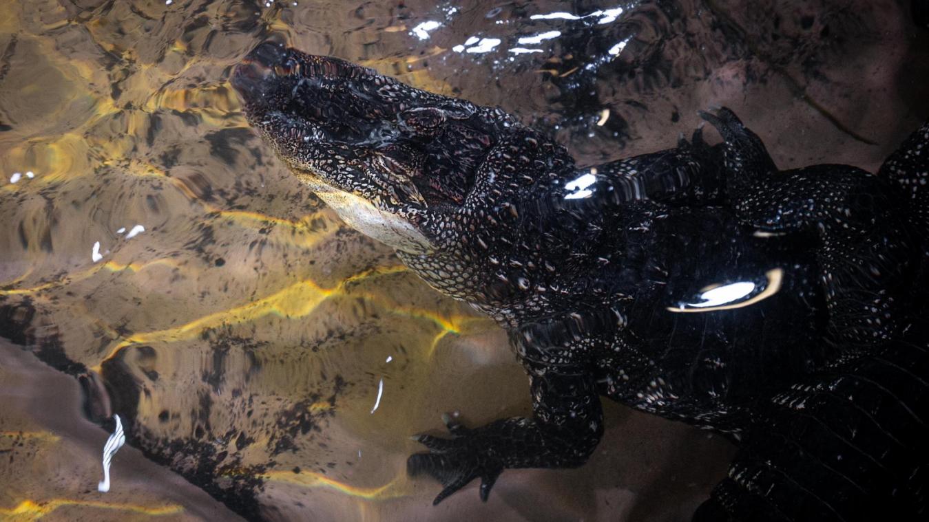 <p>Eine der drei Alligator-Damen</p>