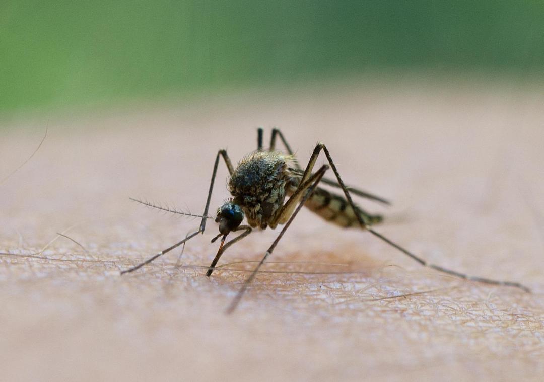 <p>Milder Winter und schönes Wetter: mehr Insekten im Sommer</p>
