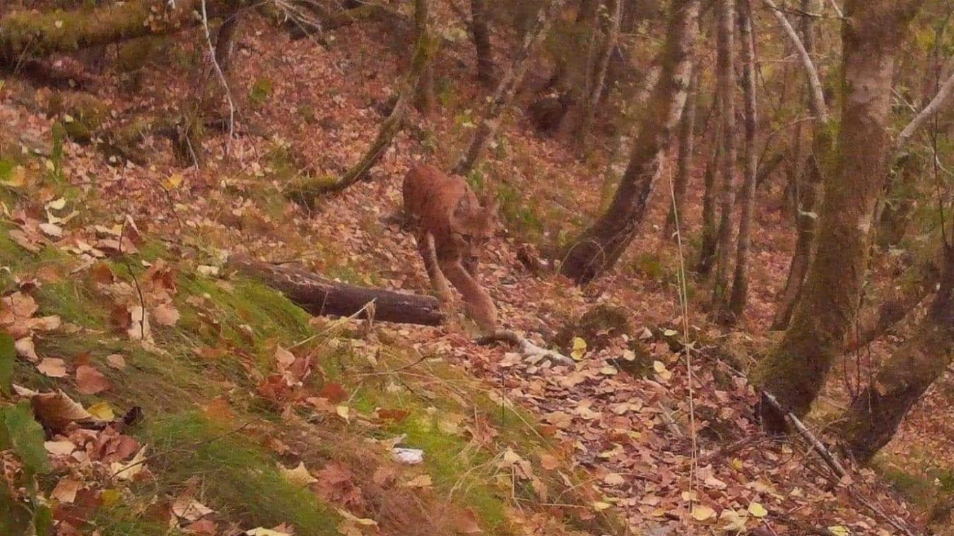 <p>Dieses Foto entstand Ende August im Semois-Tal an der Grenze zu Frankreich. Darauf zu sehen: ein Luchs.</p>