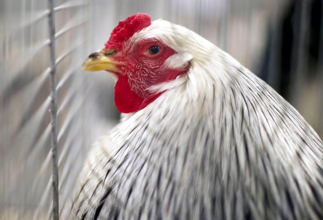 <p>Ab morgen gelten strengere Regeln für die Halter von Geflügel..</p>