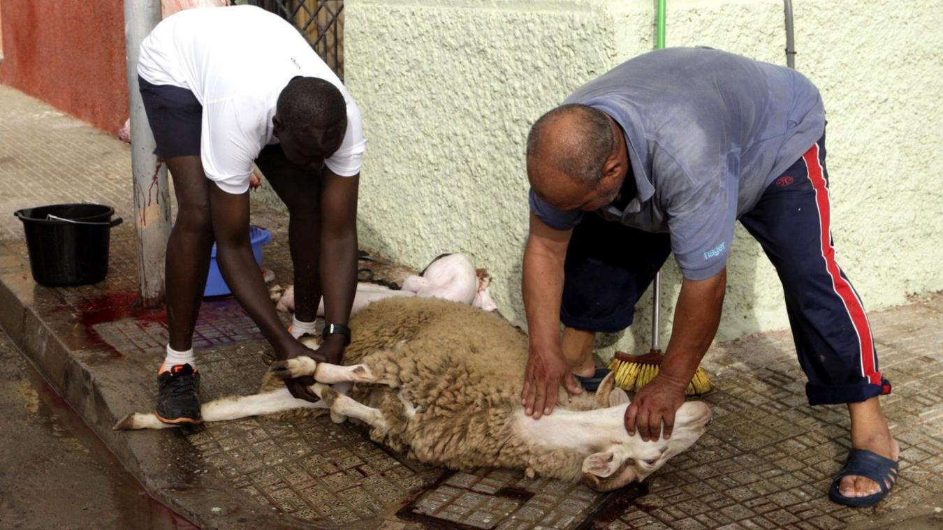 <p>Zwei Männer schlachten 2014 in Spanien während des muslimischen Opferfestes Eid al-Adha auf offener Straße ein Schaf.</p>