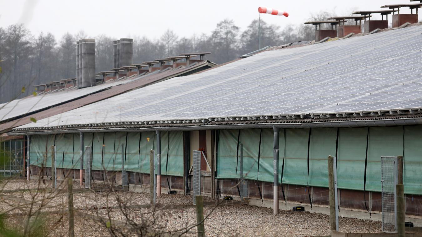 <p>In Belgien herrscht weiter eine Stallpflicht für Geflügel und in Gefangenschaft gehaltenen Vögeln.</p>