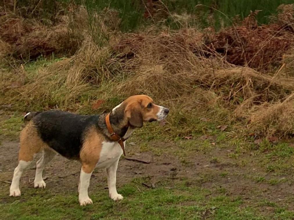 <p>Wo ist Tosca? Hund in Mürringen entlaufen</p>
