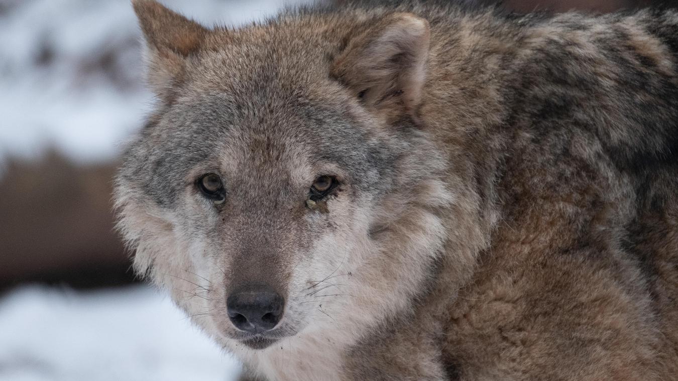 <p>Ein Wolf hat in der Provinz Luxemburg mindestens zwei Schaffe gerissen.</p>