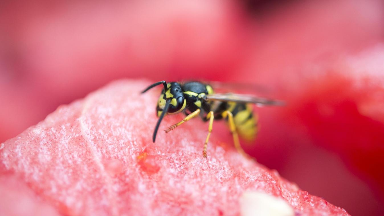 <p>Im Sommer haben Wespen Hochsaison. Eine Expertin gibt Tipps, wie Tierfreunde die nützlichen aber oftmals lästigen Insekten fernhalten können.</p>