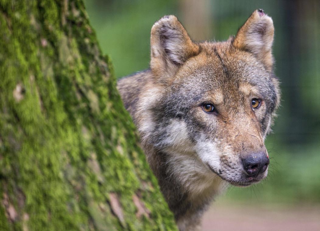 <p>Im Naturparkzentrum Botrange kann man sich noch bis März 2022 über den Wolf informieren.</p>