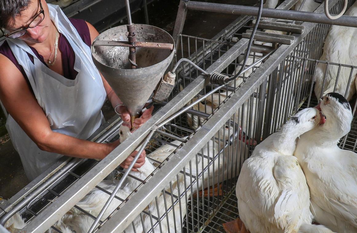 <p>Gänse werden auf dem Hof von Sauveniere für die Produktion von Foie Gras gefüttert.</p>