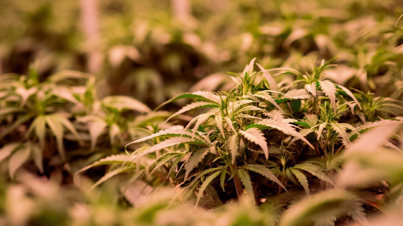 <p>Cannabis-Plantagen in Büllingen: Komplize soll 15 Monate ins Gefängnis</p>
