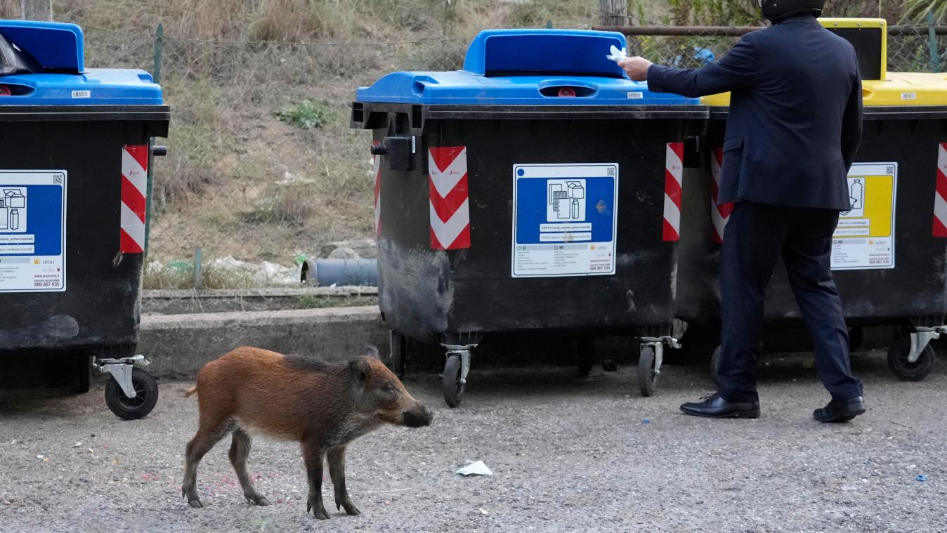 <p>Ein Wildschwein geht in Rom an Mülltonnen vorbei.</p>