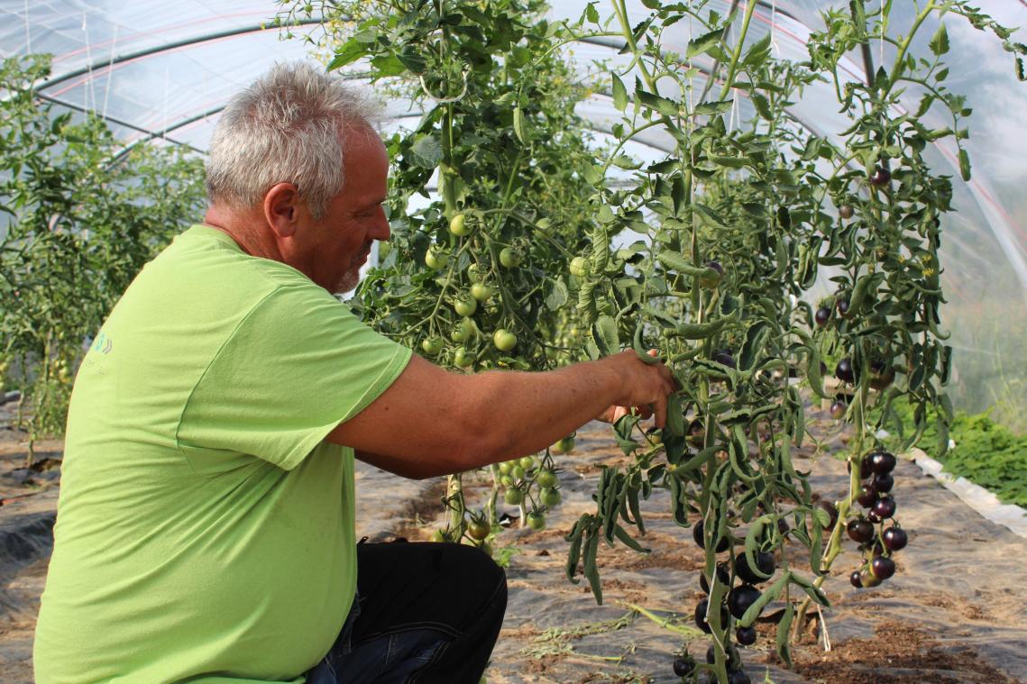 <p>„Eine andere Farbe, ein toller Geschmack“: Intego-Gärtner Hubert Wertz ist begeistert von den dunklen Tomaten, die man in diesem Jahr erstmals in einem Gewächstunnel angebaut hat.</p>