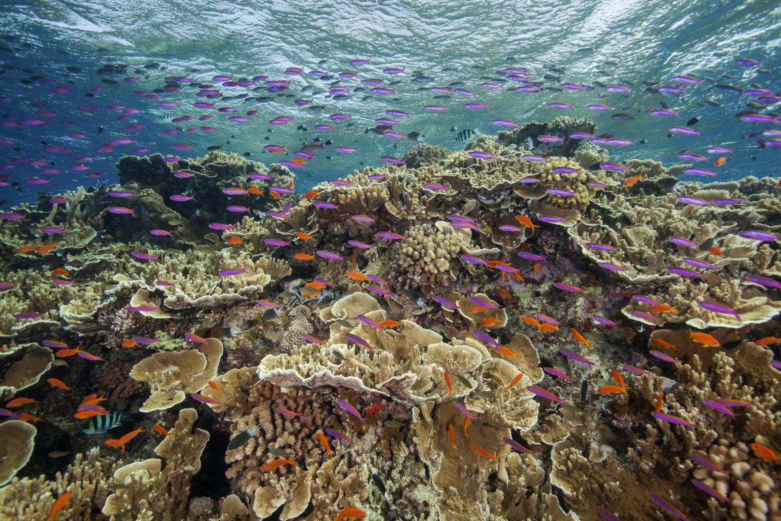 <p>Dieses von der Great Barrier Reef Marine Park Authority zur Verfügung gestelltes Foto zeigt die Gewässer des Ribbon Reef 10 in der Nähe von Cairns, Australien.</p>