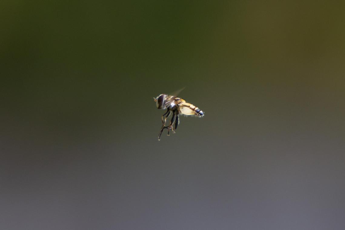 <p>Eine Schwebfliege verharrt fast bewegungslos im Flug in der Nähe eines Sternfruchtbaums.</p>