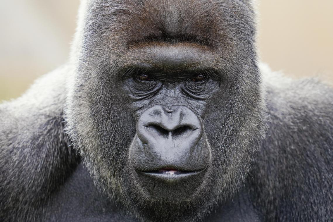 <p>Drastisch sinkende Tierbestände: „Verlieren unsere Lebensgrundlage“</p>
