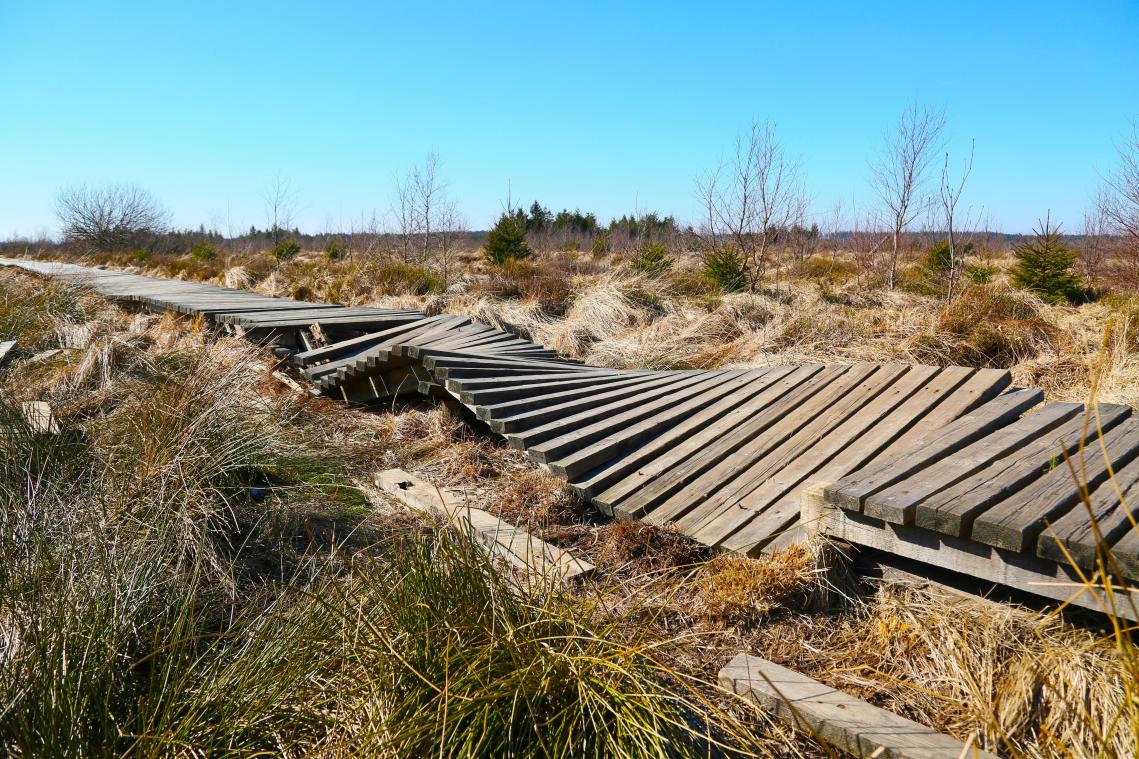 Kaputte Holzstege Im Hohen Venn Sollen Im N chsten Jahr Ersetzt Werden kaputte-holzstege-im-hohen-venn-sollen-im-n-chsten-jahr-ersetzt-werden