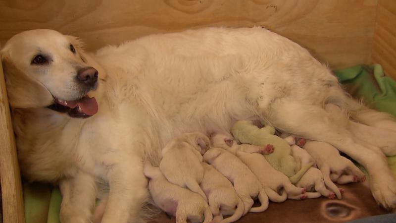 <p>Die stolze Mama mit ihren Welpen.</p>
