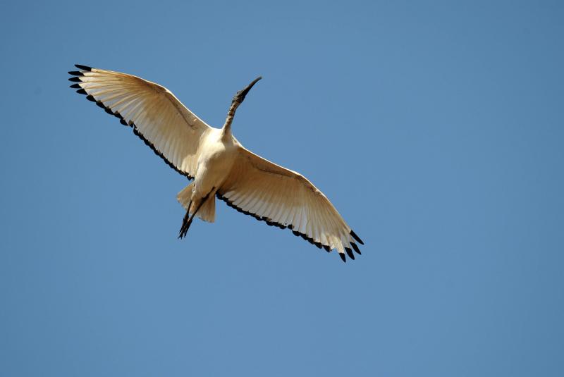 <p>Ein Heiliger Ibis fliegt am blauen Himmel.</p>