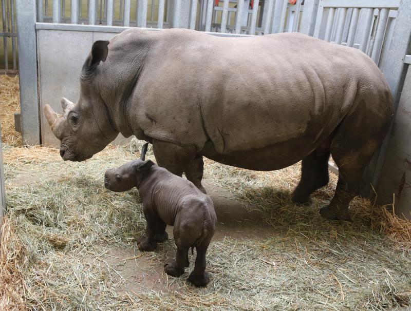 <p>Mutter Madiba mit ihrem Nachwuchs.</p>