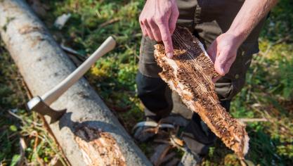 <p>Ein Forstreviermitarbeiter zeigt ein Stück Rinde, das deutliche Borkenkäferspuren aufweist. Auch in Ostbelgien leidet der Fichtenbestand unter der zunehmenden Ausbreitung des Borkenkäfers. Das betroffene Schadholz muss so schnell wie möglich aus dem Wald entfernt werden.</p>